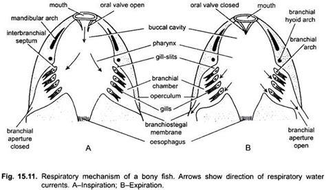 Respiratory System of Rohu Fish (With Diagram) | Chordata | Zoology