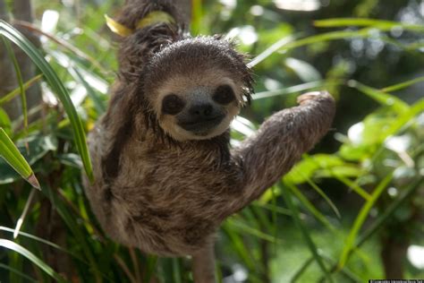 Sloth Images Feature Photogenic Creatures Rescued After Home Destroyed ...