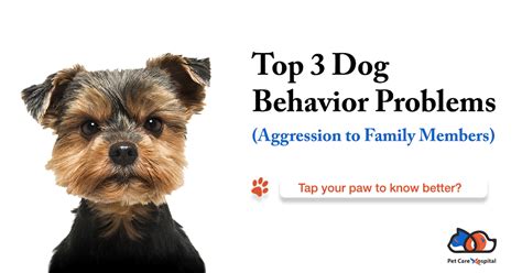 Top 3 Dog Behavior Problems - Aggression to Family Members