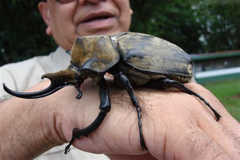 Giant Beetle, Costa Rica | Bug art, Rhino beetle, Animals