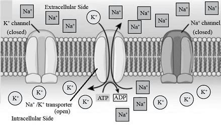 Using a diagram, explain how a neuron establishes the resting membrane potential. What is the ...