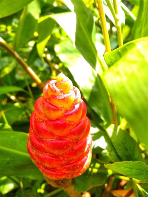 Can You Grow Turmeric: Information On Growing Turmeric Plants ...