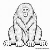 Baboon Coloring Pages  Free & Printable sketch template