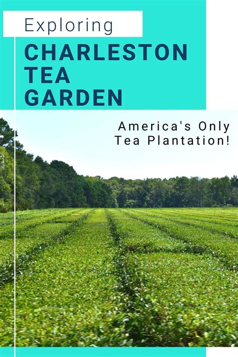 Complete Guide to One Relaxing Day at the Charleston Tea Garden | Means To Explore