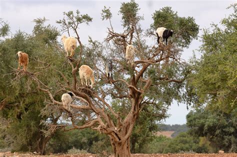 Goats in a Tree - The New York Times