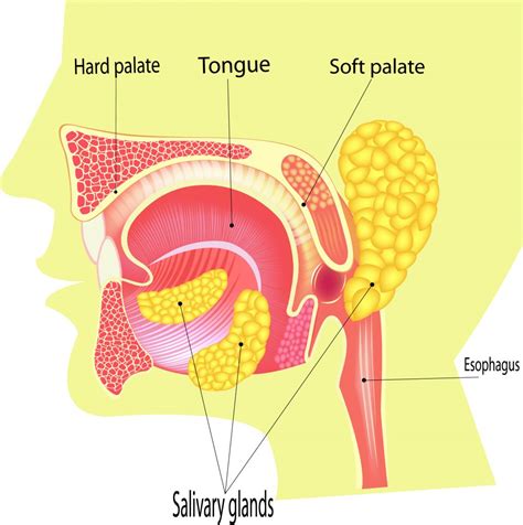 Salivary Gland Disorders | Penn Dental Family Practice