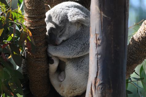 Sleeping Koala Bear Free Stock Photo - Public Domain Pictures