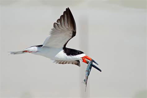 Black Skimmer | Audubon Field Guide