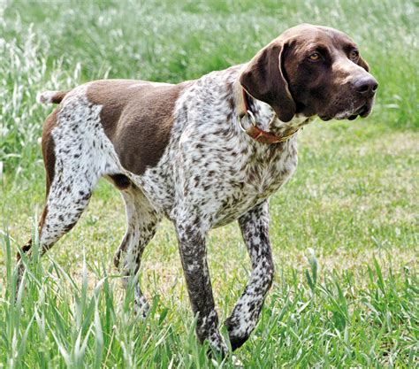 German Shorthaired Pointer - Temperament, Lifespan, Shedding, Puppy