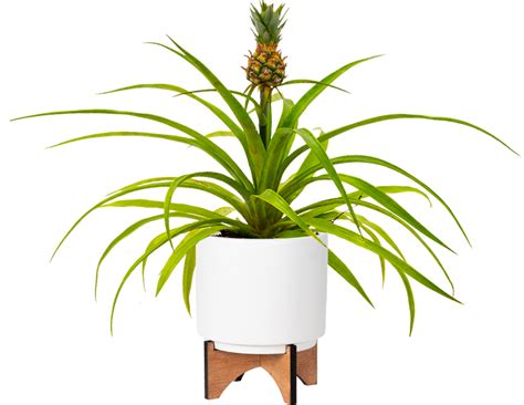 Pineapple Plant | Care & Tips | Plantsome