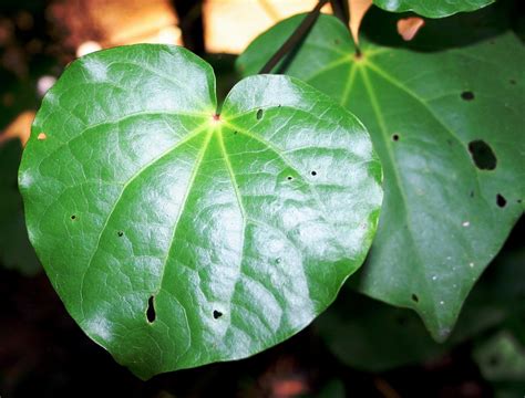 Bushmansfriend : Cordate and obcordate (heart-shaped) leaves explained.