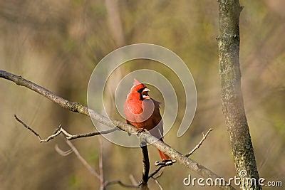 Northern Cardinal Singing Royalty Free Stock Photo - Image: 2629555