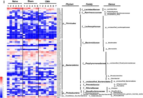 Gut microbiota diversity and structure analysis. (A) Gut microbiome ...