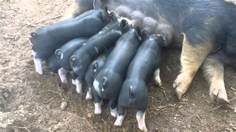 Berkshire Piglets - YouTube