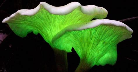 13 Beautiful Examples Of Bioluminescence In Nature