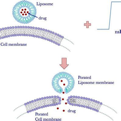 Concept of liposomal drug delivery system mediated by nano ...