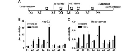 Chromatin accessibility assays (CHART-PCR) in HepG2 and hepatocytes.... | Download Scientific ...