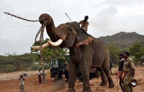 Kumki: Elephant scenes | Tamil Movie News - Times of India