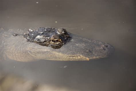 Airboat Tour In The Florida Everglades GoPro Video