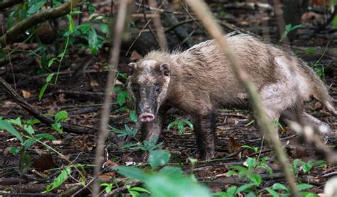 Greater hog badger facts, distribution & population | BioDB