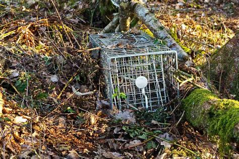 The Ultimate List of Essential Trapping Supplies - Survival World