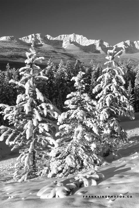 black and white photograph of snow covered trees