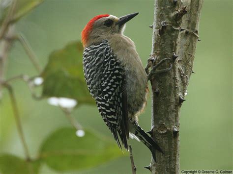 Red-crowned Woodpecker - Love Your Planet