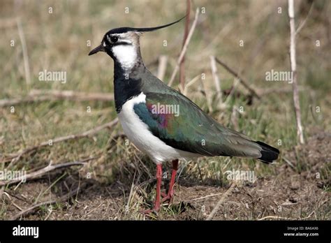 Lapwing peewit bird hi-res stock photography and images - Alamy