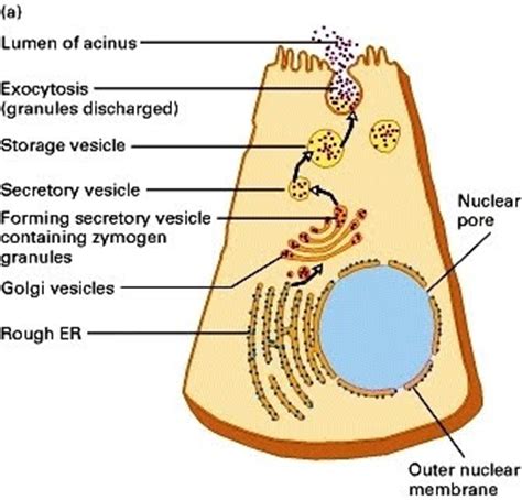 Cakna Biologi: Synthesis of Extracellular Enzymes