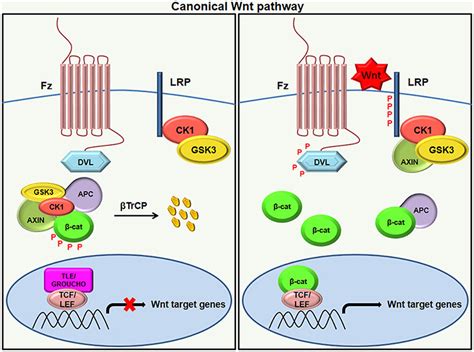 Does LiCl act as activator or inhibitor of WNT signaling pathway? | ResearchGate