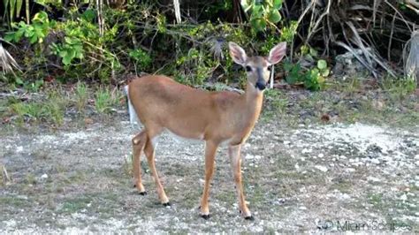 The Endangered Florida Key Deer and the National Key Deer Refuge