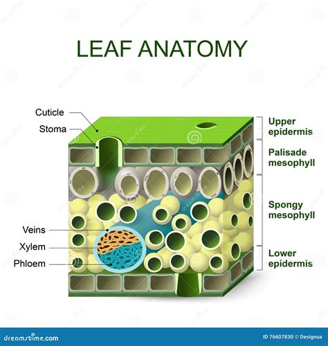 Leaf Anatomy. Vector Diagram. | CartoonDealer.com #89533370