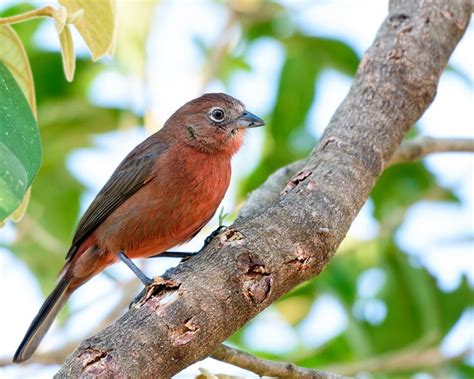 Red-crested Finch – AZ Birds