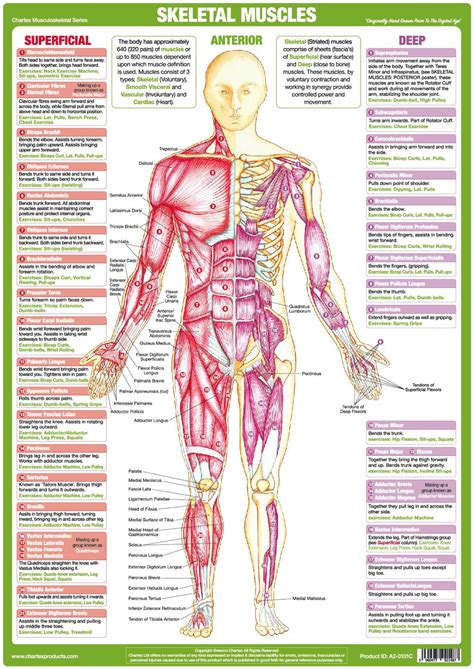 Muscle Anatomy Chart - Anterior – Chartex Ltd