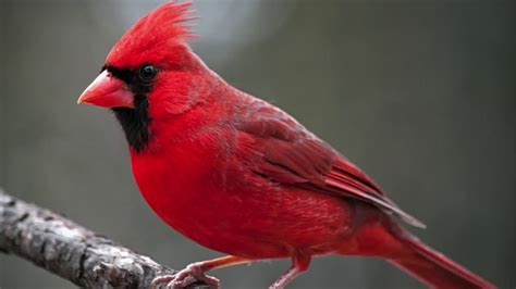 Northern Cardinal Bird Sound Natural sound of singing birds - YouTube