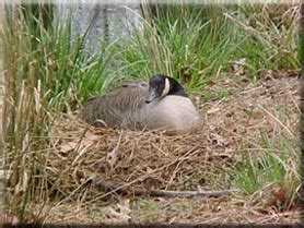 DNR: Fish & Wildlife: Canada Geese Behavior & Biology