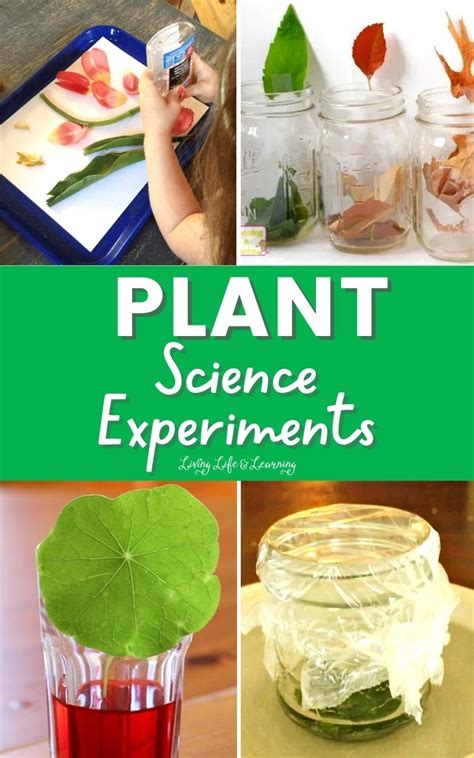 Plant Science Experiments