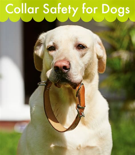 Collar Safety for Dogs | Pawsitively Pets