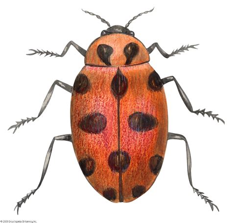 Ladybug | Insect, Life Cycle, Benefits, Pest Control, Diet, & Facts | Britannica