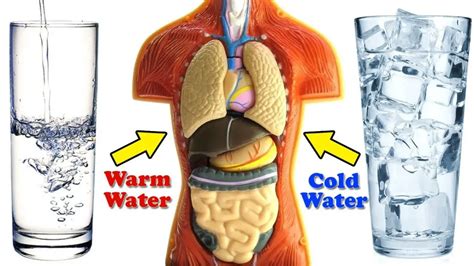 Cold Water Vs Warm Water: One of Them is Damaging to Your Health | Healthtian