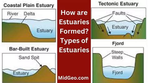 How Are Estuaries Formed? Types Of Estuaries