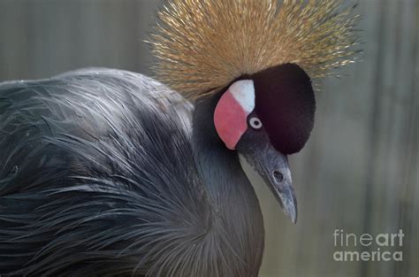 Grey Crowned Crane Bird with Interesting Feathers Photograph by DejaVu Designs