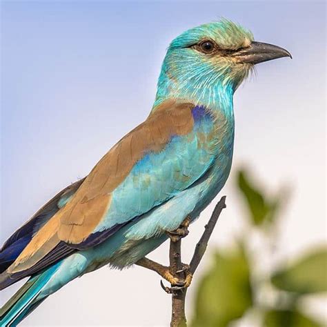 Birds of Serengeti National Park - Tanzania