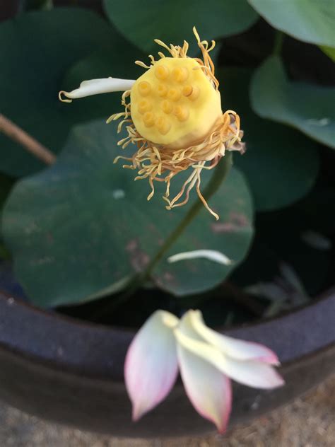 Growing Lotus Plants In Your Backyard