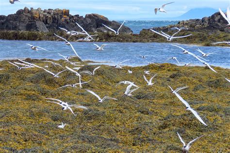 50 best ideas for coloring | Arctic Tern Habitat