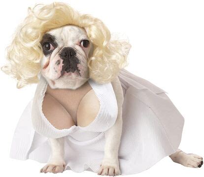 Gen Y Dogma: The Worst Halloween Dog Costumes Ever | PetGuide