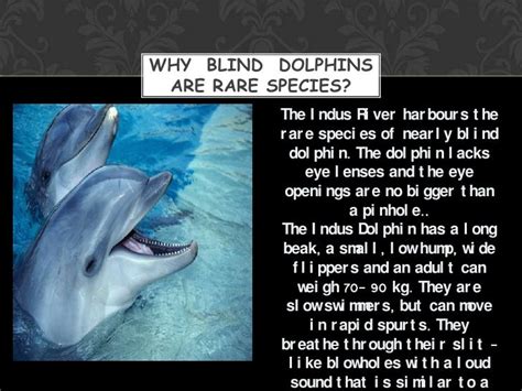 Final Project: Blind Dolphins of Indus River