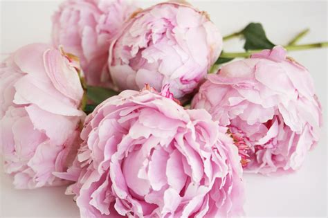 Pink Peonies Wallpaper - WallpaperSafari