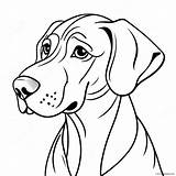 Great Dane Coloring Page 39513 31231 sketch template