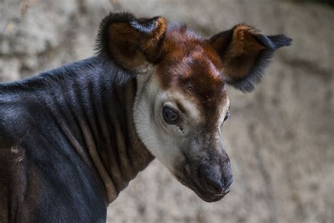 An Okapi Baby Story | San Diego Zoo Wildlife Alliance